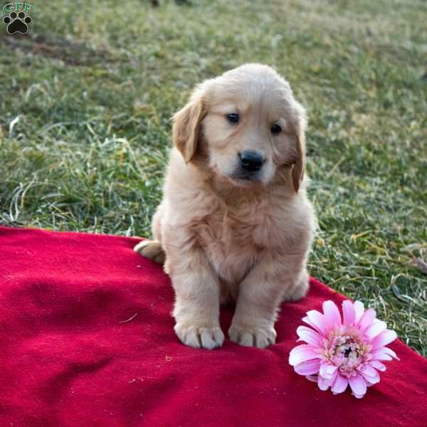 Freddie, Golden Retriever Puppy